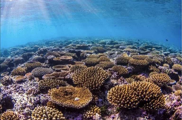 A coral reef with sunlight shining on it.