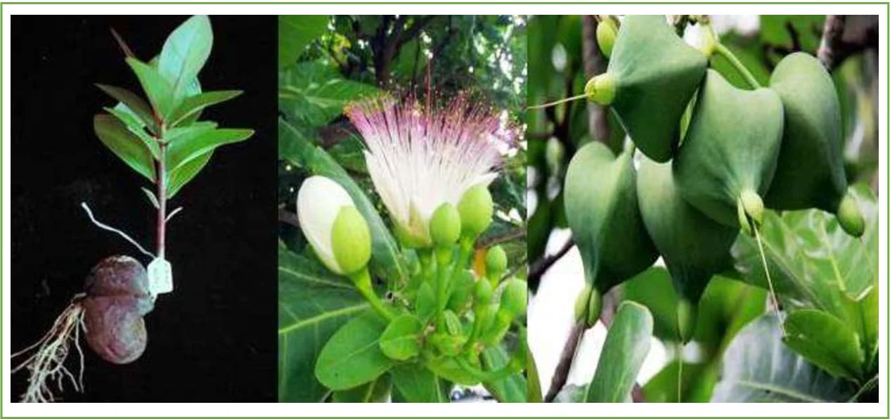 Barringtonia asiatica – fish poison tree pods and flowers