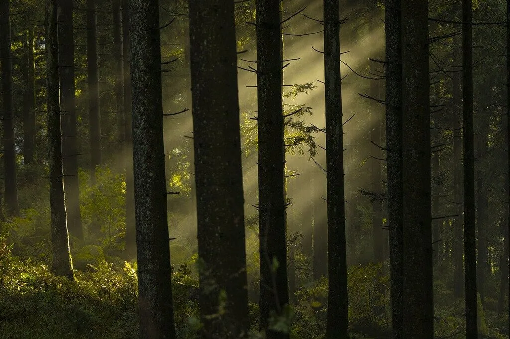 Sunshine in forest