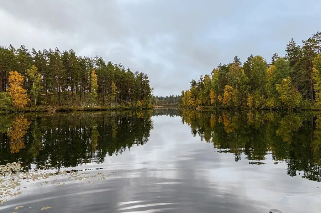 Sweden forest