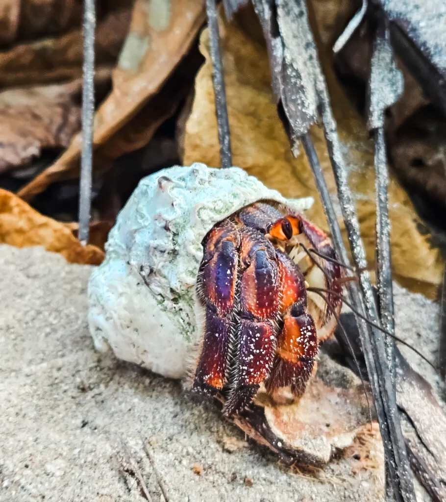 A hermit crab (likely a species of Coenobita) is nestled within a discarded seashell, which it is using as a protective home.  The crab is positioned on the ground, surrounded by leaf litter and debris.  The crab appears to be in a resting or sheltered position, possibly caring for eggs or young.