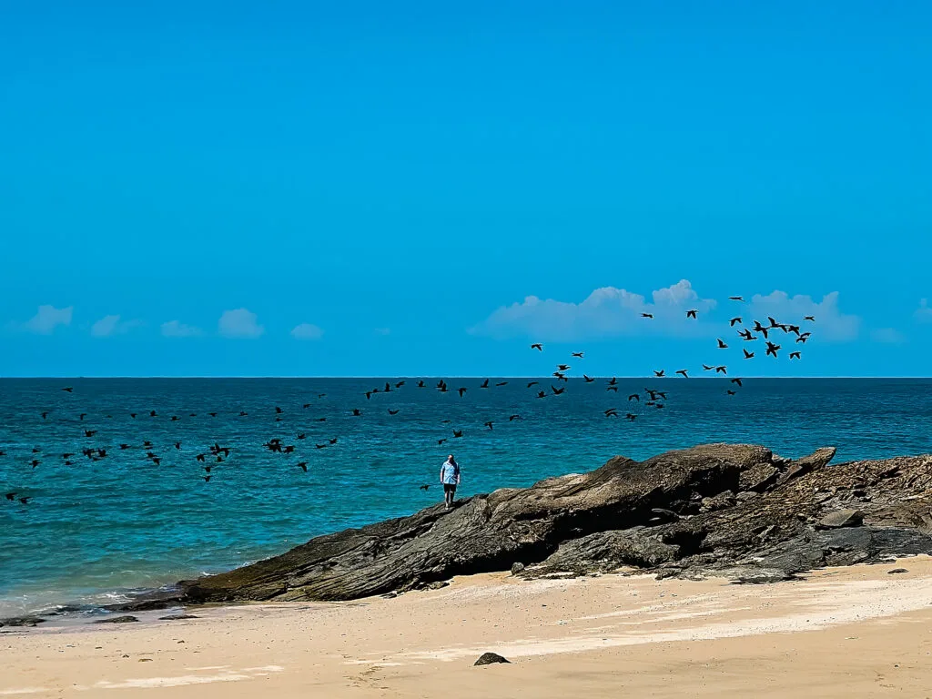 A lone person, likely a beachgoer, stands on a rocky outcrop overlooking a vast expanse of turquoise water.  A large flock of birds, silhouetted against the sky and water, are in flight and appear to be fishing or foraging.  The scene suggests a peaceful moment of observation and contemplation, perhaps enjoying the natural beauty of the ocean and the birds' activity.