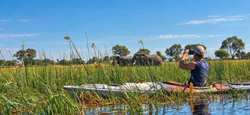 Kayaker photographing elephants across the reeds of the Okavango Delta