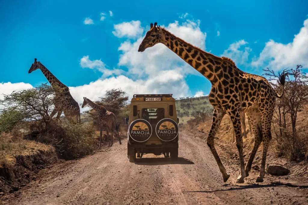 A safari vehicle drives on a dirt road as four giraffes cross nearby under a partly cloudy sky during a Hadza Tribal Bushcraft Experience & Luxury Safari experience.