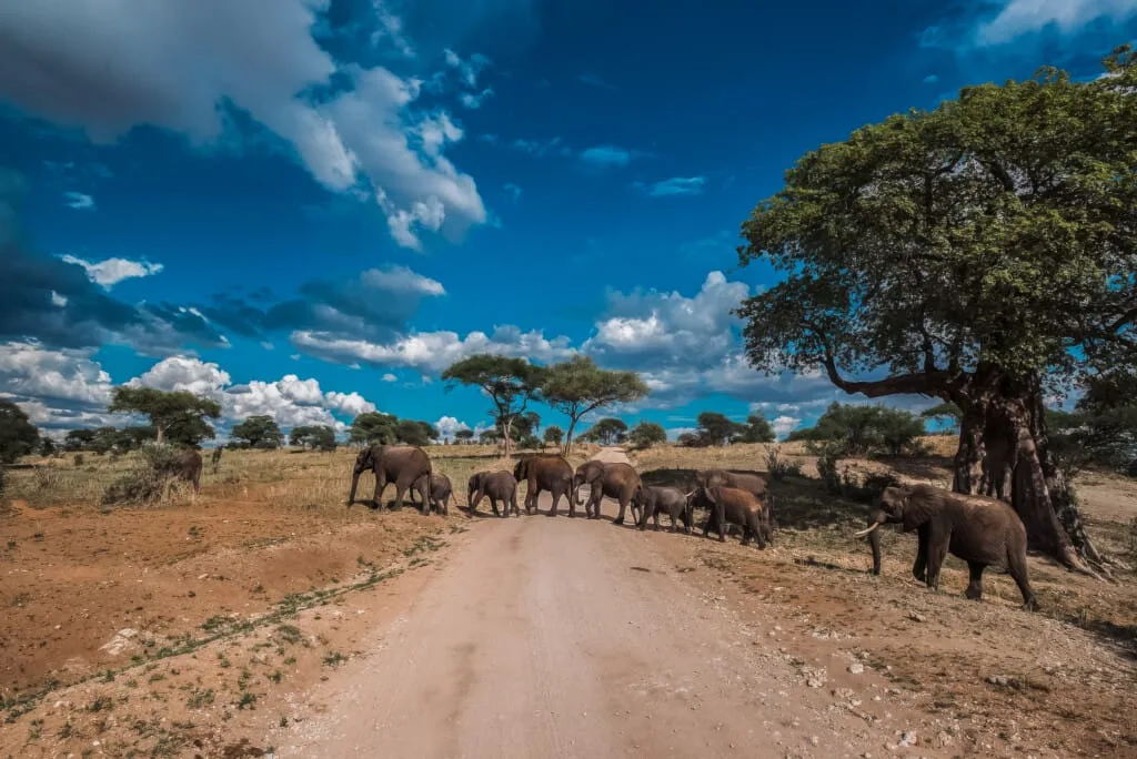 A herd of elephants crosses a dirt road in a savanna landscape under a partly cloudy blue sky, capturing the spirit of Hadza Tribal Bushcraft Experience & Luxury Safari adventure.
