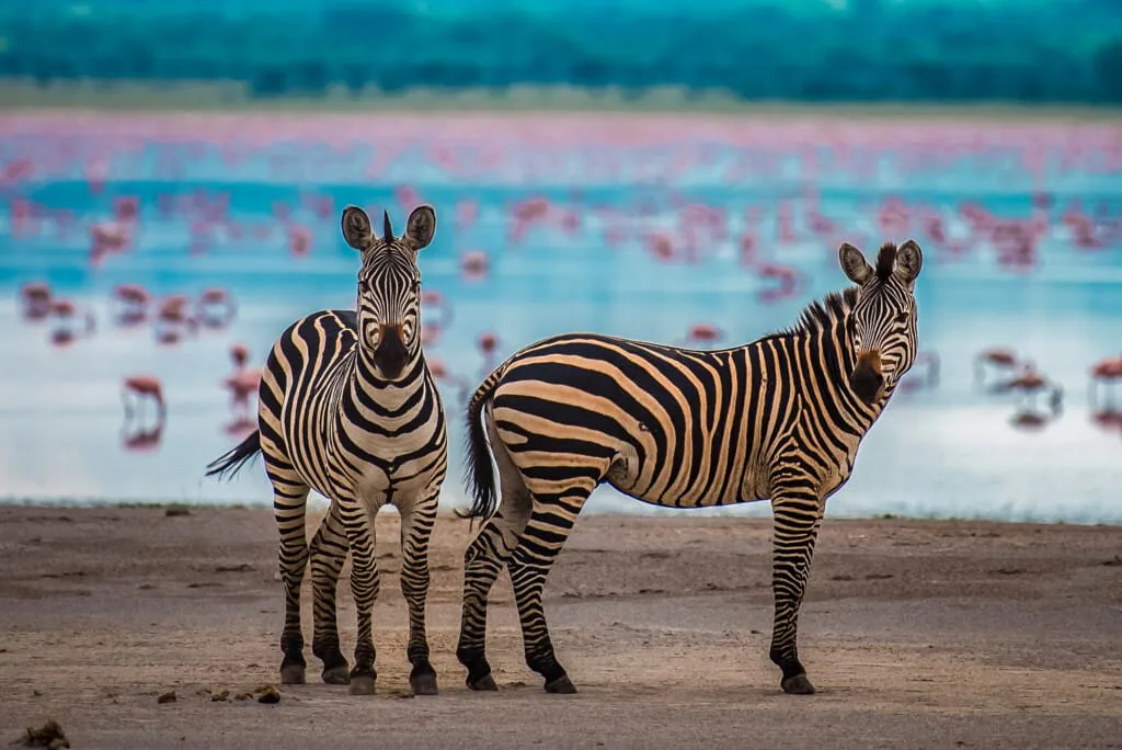 Two zebras stand on a sandy area near a body of water, with a large flock of pink flamingos in the background, a scene reminiscent of a Hadza Tribal Bushcraft Experience & Luxury Safari experience.