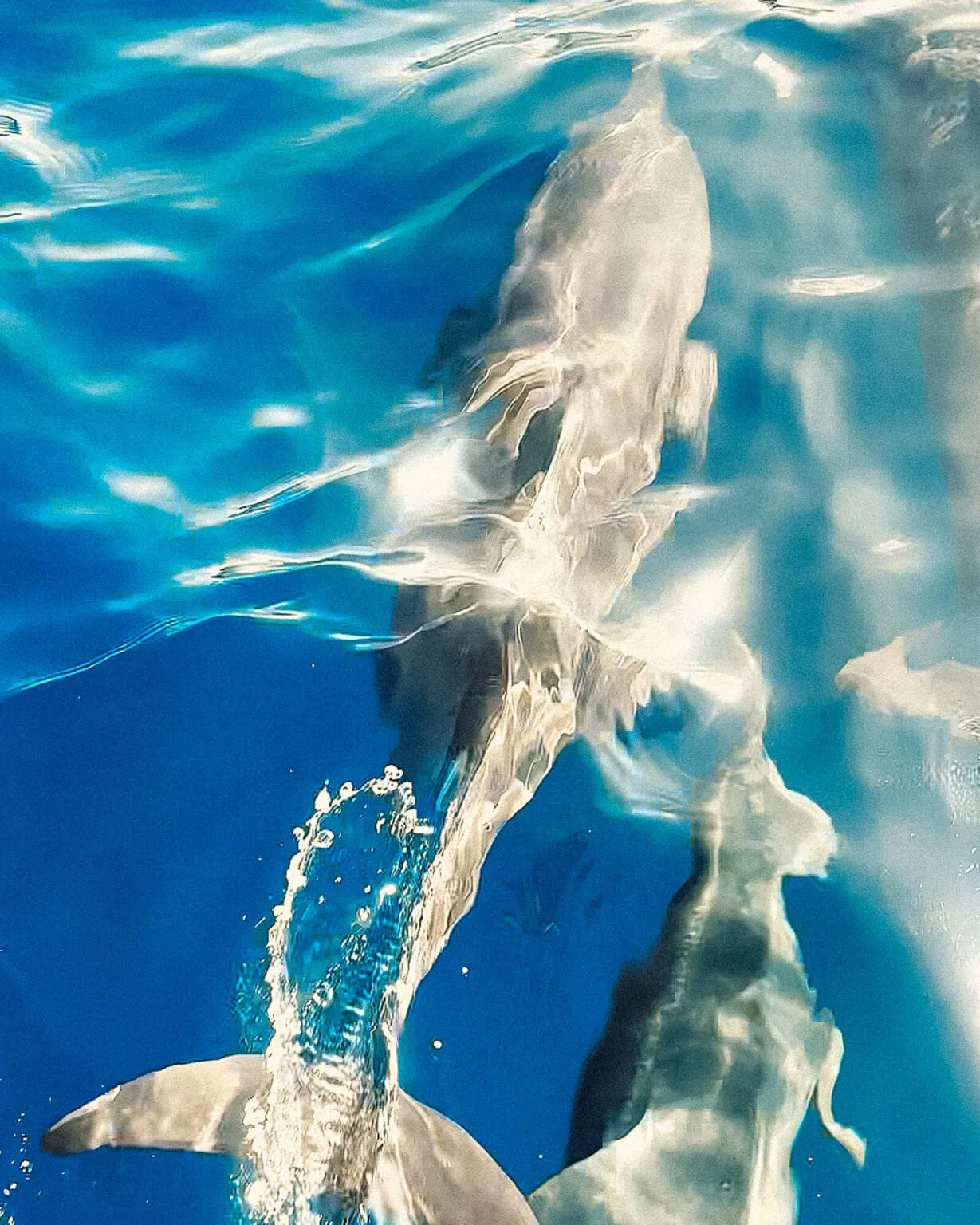 A shark swims just below the surface of clear blue water, partially visible and casting reflections, capturing the thrill of an Island Survival Adventure in the Maldives.