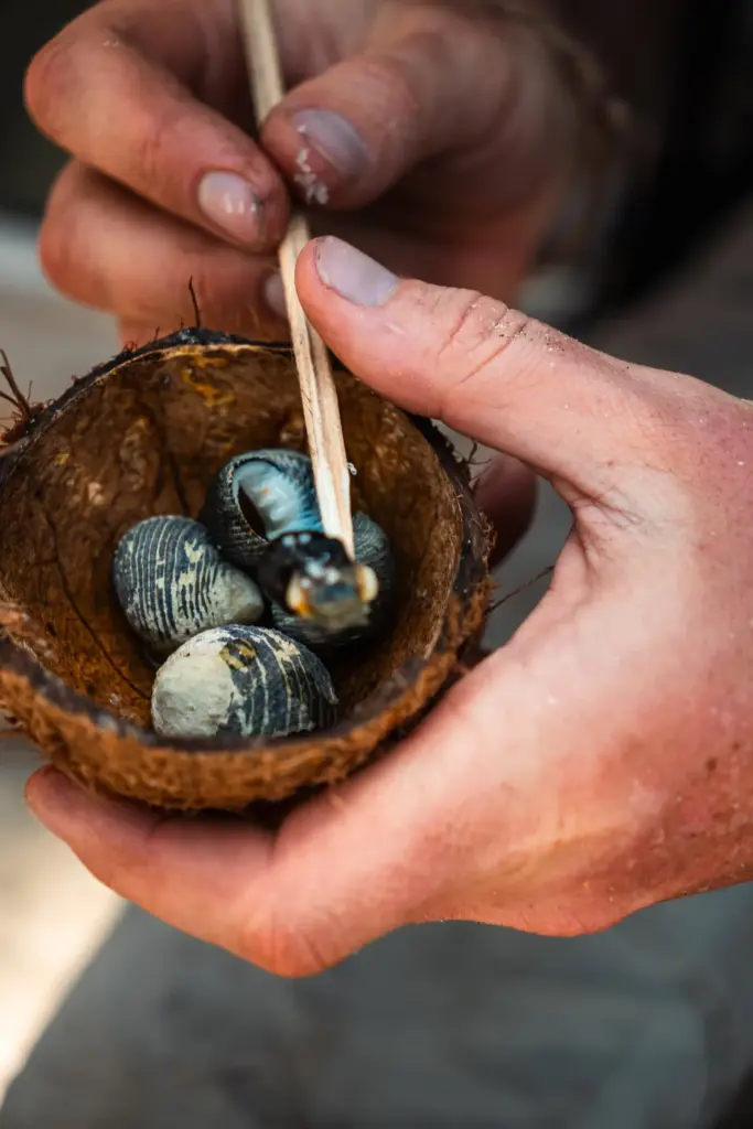Hand holding coconut with turtle eggs, close-up shot, survival on desert islands, wildlife, nature, eco-friendly living.