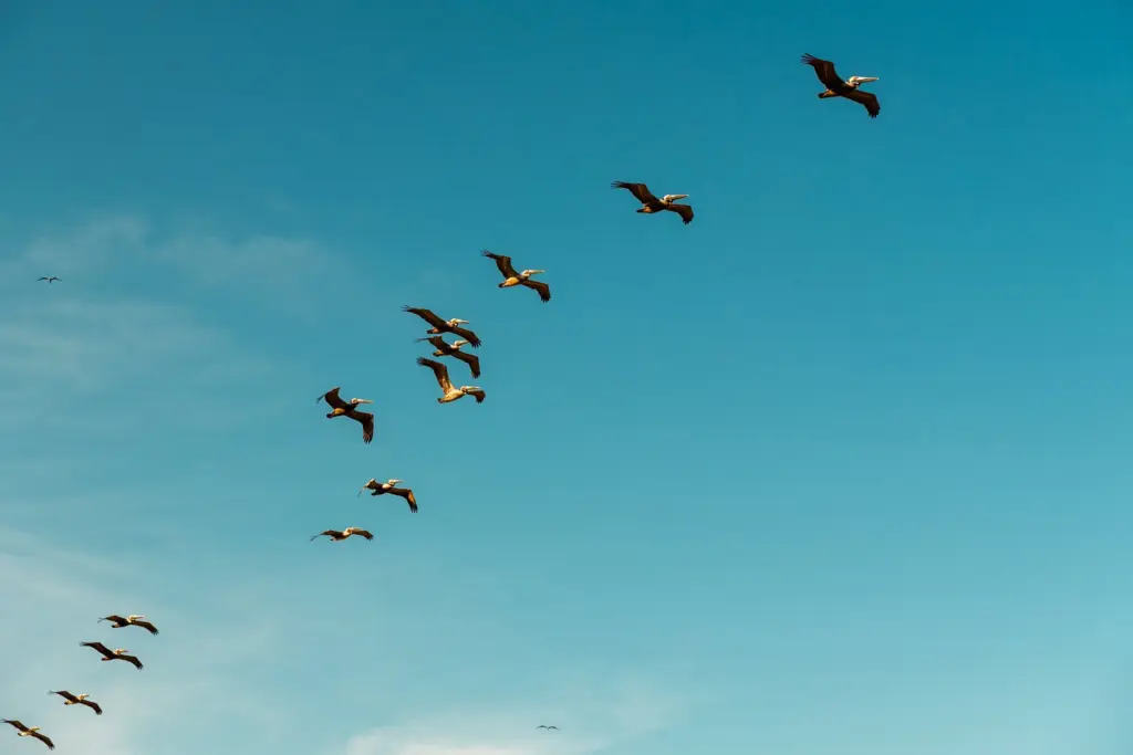 Flock of pelicans flying in formation against a clear blue sky, showcasing bushcraft skills in nature.