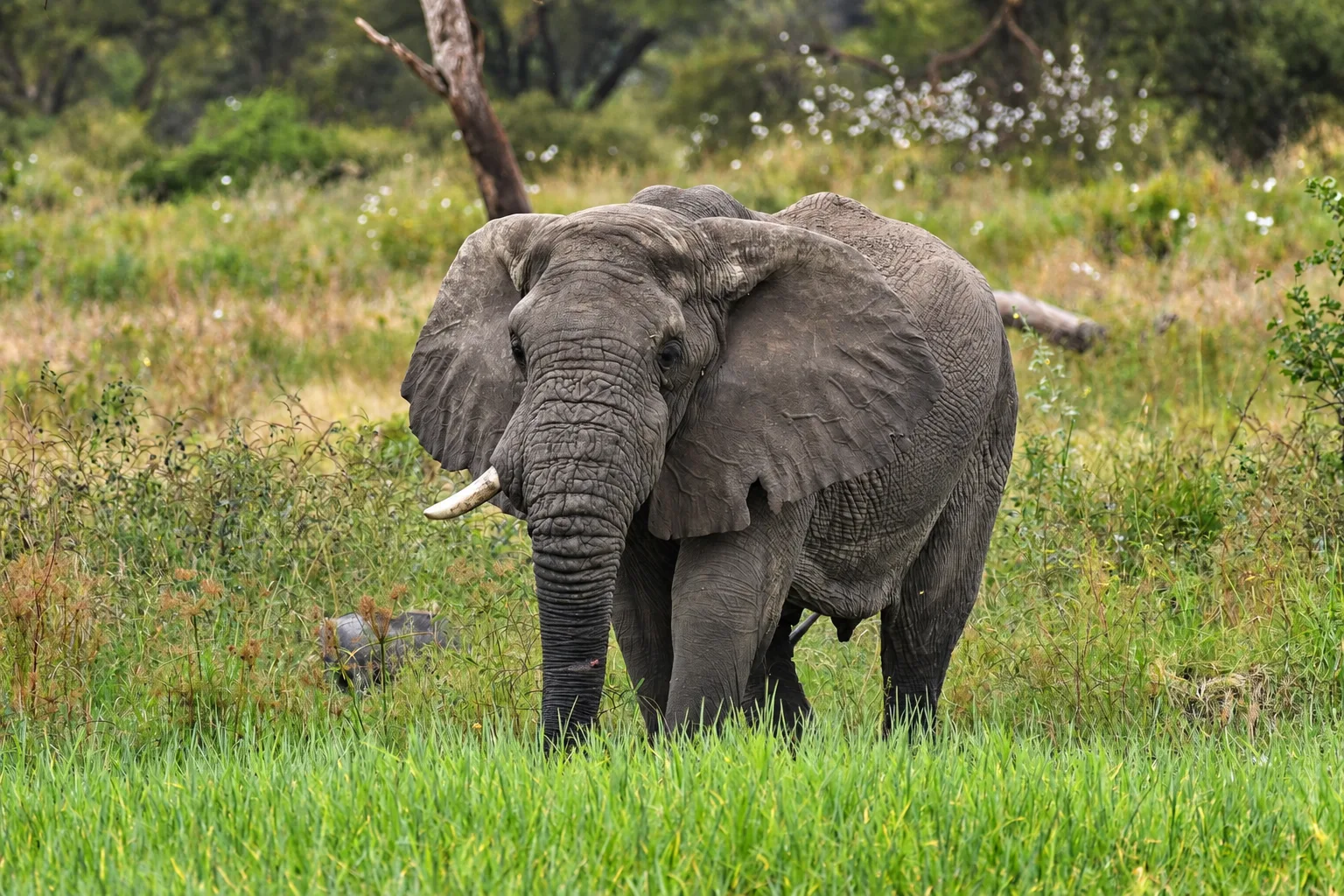 African elephant standing in tall green grass in Tanzania