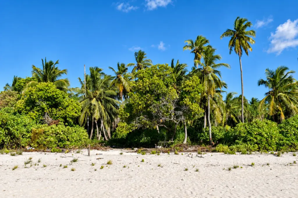 Dense coconut palms above a white sand beach on an uninhabited island