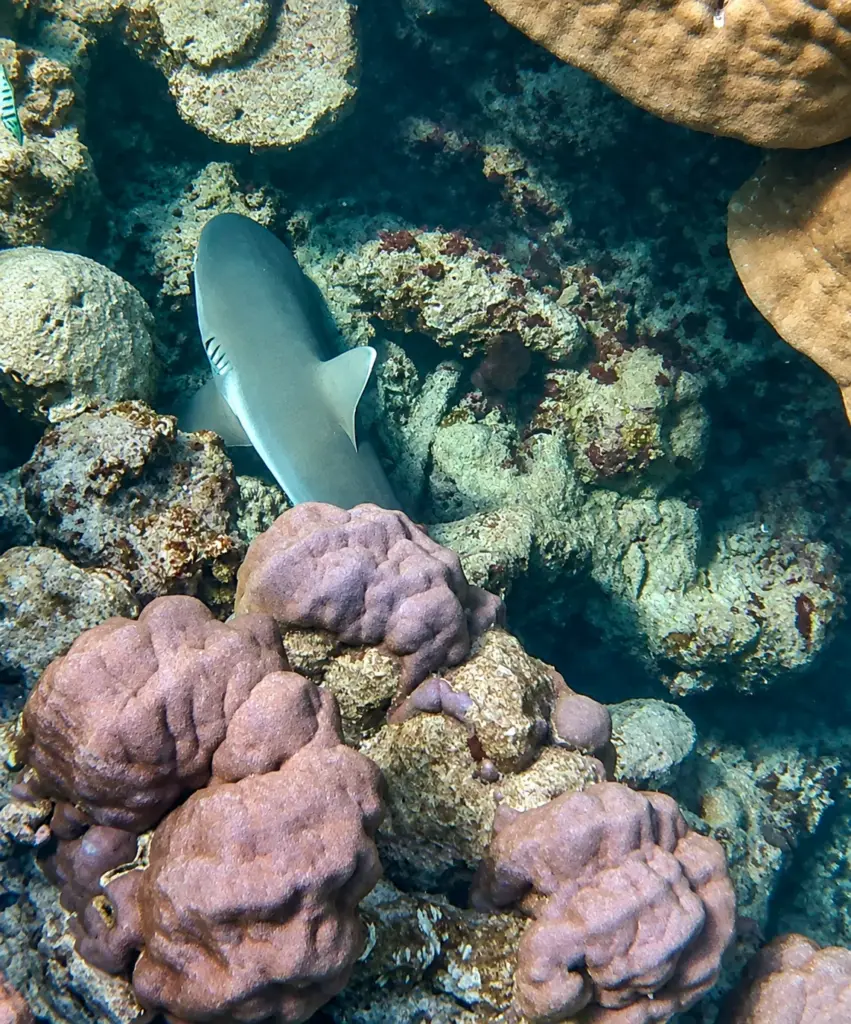 A reef shark glides over coral while snorkelling in the Maldives