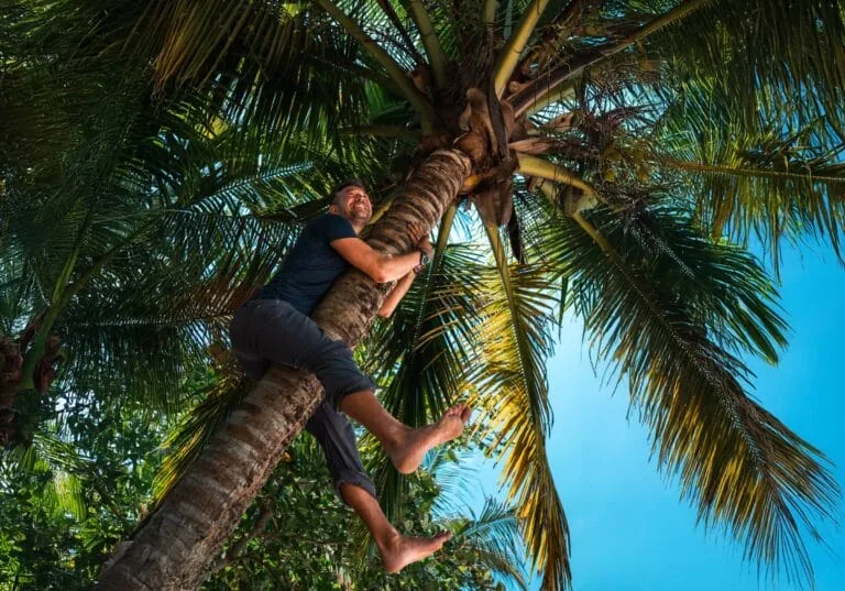A man wearing a dark shirt and pants smiles as he climbs a tall Panama palm tree, surrounded by lush green palm leaves.