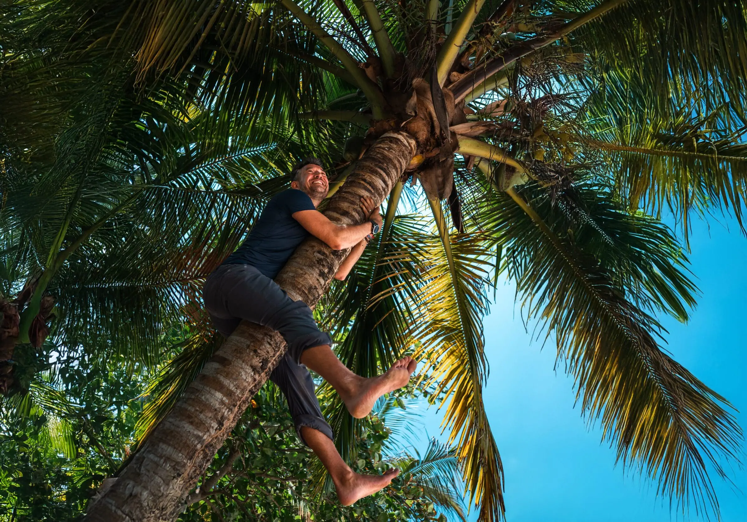 A man wearing a dark shirt and pants smiles as he climbs a tall Panama palm tree, surrounded by lush green palm leaves.