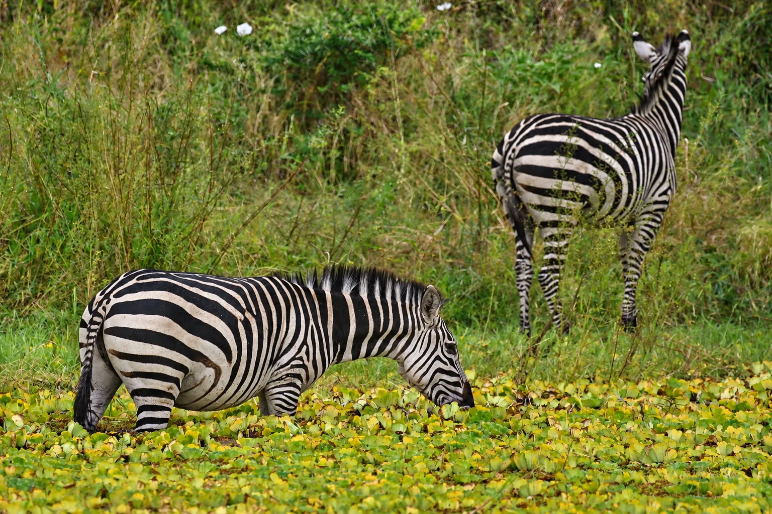 Two zebras grazing in a field of yellow flowers and green grass.