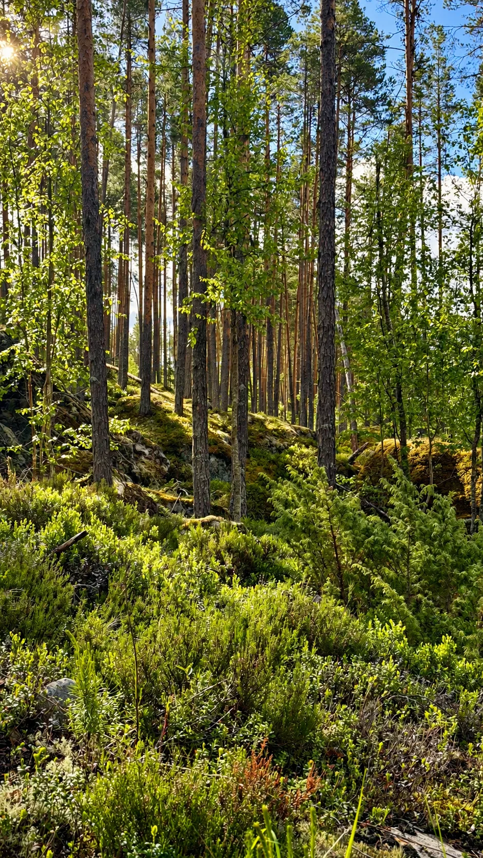 Sunlit pine forest with lush green undergrowth and mossy rocks.