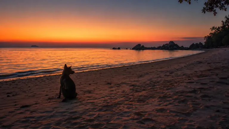 Dog sits on a beach watching a vibrant orange sunset over the ocean.