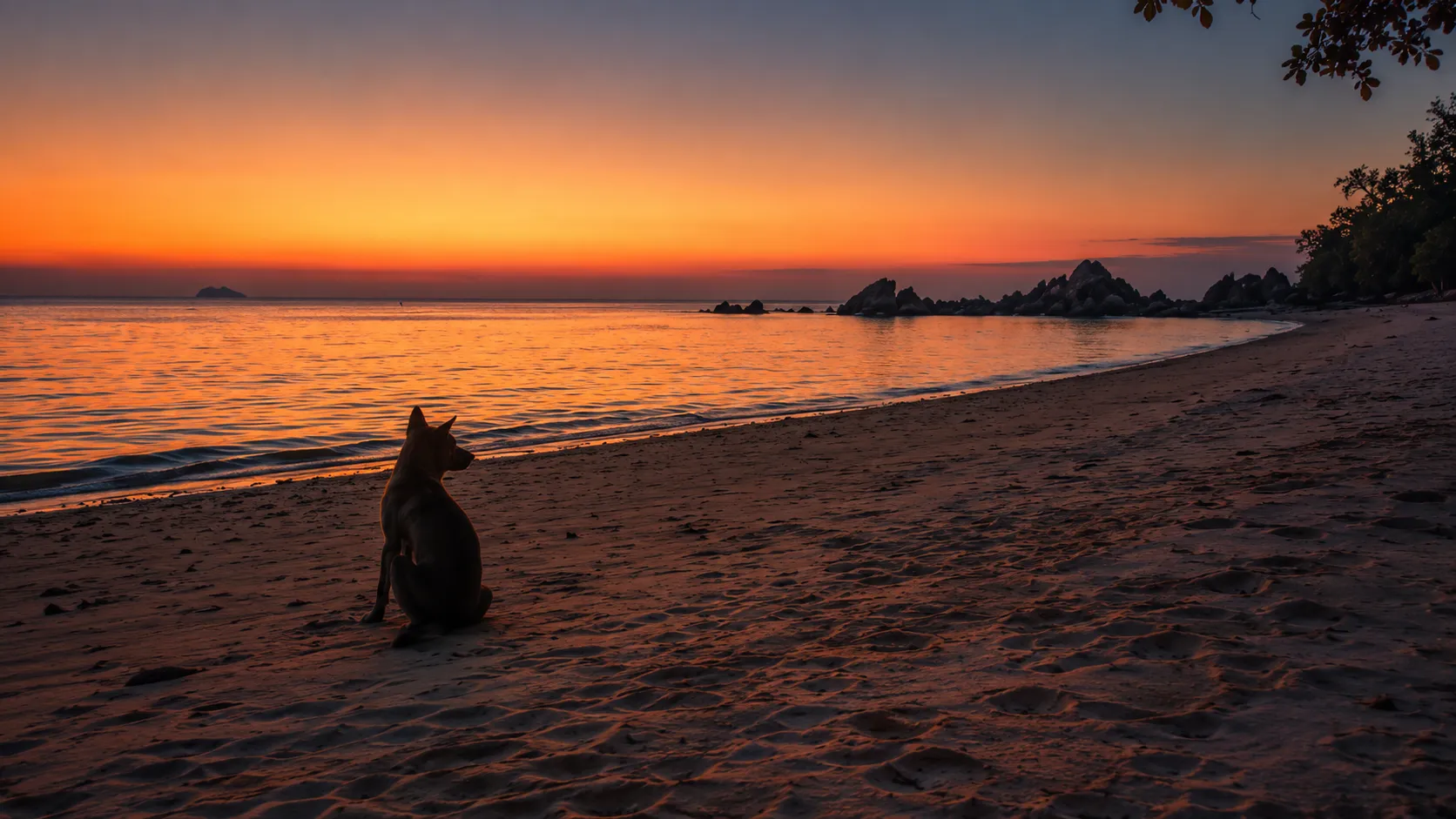 Dog sits on a beach watching a vibrant orange sunset over the ocean.